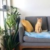 tippydn